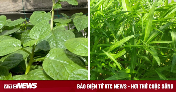 Chuyên gia mách bạn 4 loại rau mùa hè ít 'ngậm' hóa chất nhất